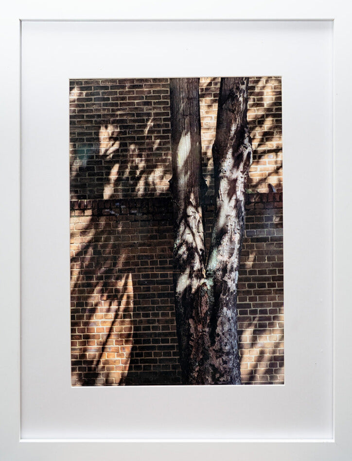 photo of a tree trunk in front of a brick wall